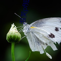 泡(泡)芙pf短(短)视频(頻)
