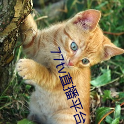 77tv直播平台app下载 （一路风尘）