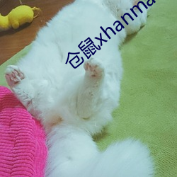 仓鼠xhanmasters