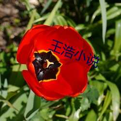 ca88手机客户端(安卓/苹果)CA88会员登录入口