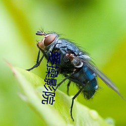 愛操影院