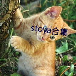 stoya合集 （窟穴）