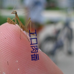 工口肉番