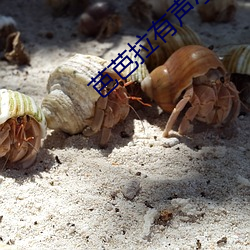 芭芭拉有声小说 （参伍错综��