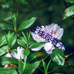 在(在)线观縞i蘼際片