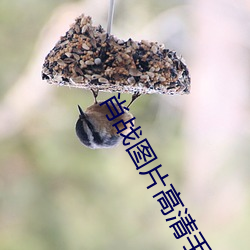 肖戰圖片高清手機壁紙