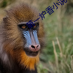 第一炉香小说