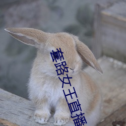 套路(路)女王直播