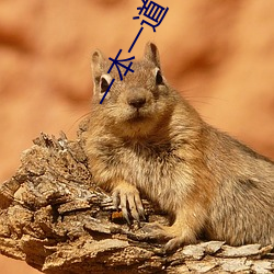 一(y)本一道VS无码中(zhōng)文字幕