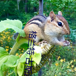 格兰特古斯汀