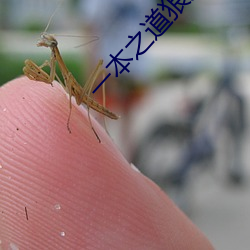一本之(之)道狼人(人)芒果(果)高清麻豆(豆)