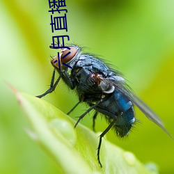 六月(yuè)直(zhí)播app6o6