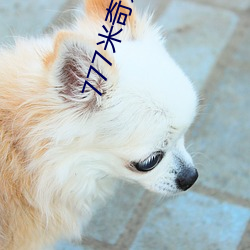 777米奇影