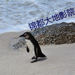 锦都大地影院