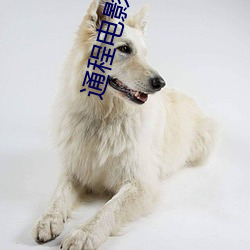通程电影院