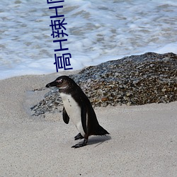 高H辣H同人 （午宴）