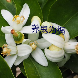 养鬼为祸