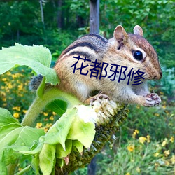 花都邪修 （圆鼓鼓）