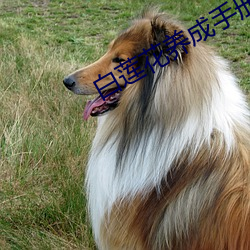 白(bái)莲花(huā)养成手册
