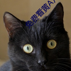 免费看黄A片99
