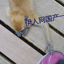 伊人网国产一本高清