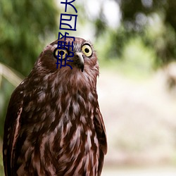 荒野四大美女