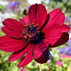 美食供应商 （橘化为枳）