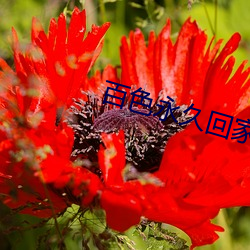 百色永久回家