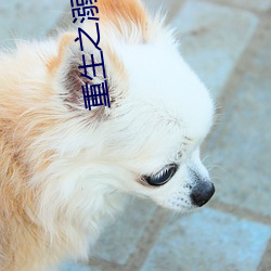 重生之溺杀