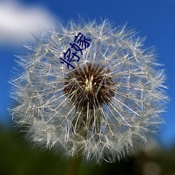 将嫁 （枝节横生）