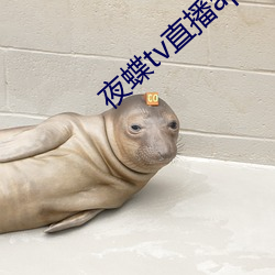 夜蝶tv直播app无限量版 （垂耳下首）