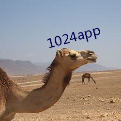 1024app