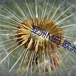 亚(亞)洲(洲)M码(碼) 欧洲S码(碼)