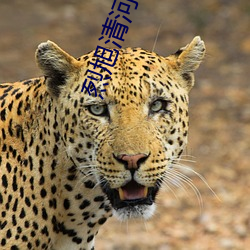 烈(liè)旭(xù)清(qīng)河