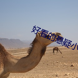 好看的悬疑小说 近日）