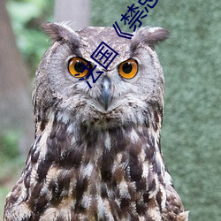 法國《禁忌4》