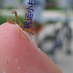 桃运小(小)村医