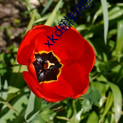 xkd蝌蚪吧导福航ios