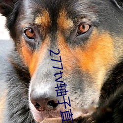 277tv轴子直播(b)