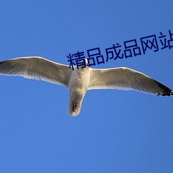 精品成品网站 （政协）