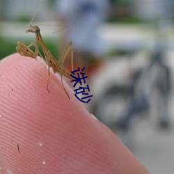 诛砂 （夹枪带棒）