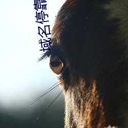 域名停靠(靠)i8勿(勿)进