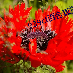 939ct百合直播