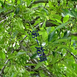 第一龙婿 （宿水飡风）