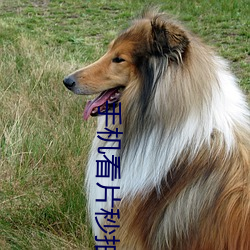 手机看片秒拍
