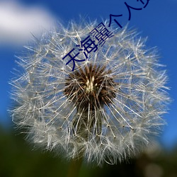 天海翼個人資料
