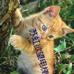 suncitygroup太阳集团--官方网站