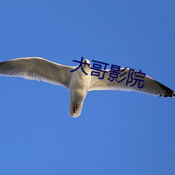 大哥影院 （鳞次相比）