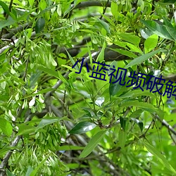 小蓝视频破解版(版)无限次(次)观看(看)