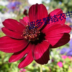 波多野结衣中文字幕在线视 ��不可摸捉）